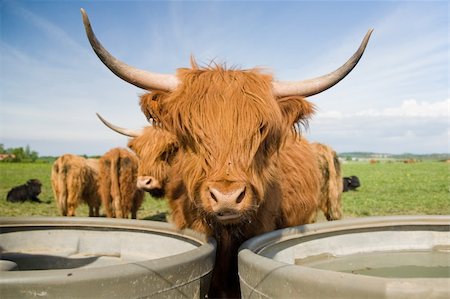 simsearch:400-05323136,k - A fold of Highland Cattle Foto de stock - Super Valor sin royalties y Suscripción, Código: 400-04651533