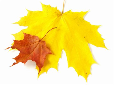 simsearch:400-05256623,k - pair of bright autumnal maple leaves on white Photographie de stock - Aubaine LD & Abonnement, Code: 400-04651966