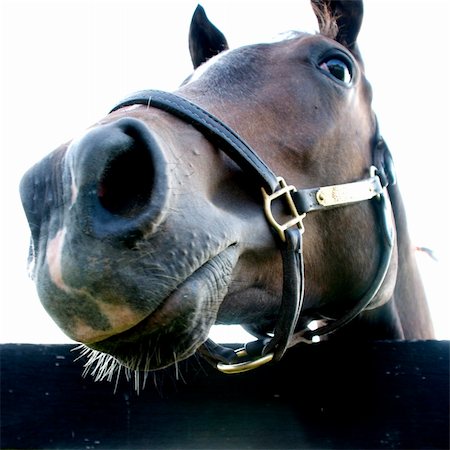 Kentucky Thoroughbreds Stock Photo - Budget Royalty-Free & Subscription, Code: 400-04652044