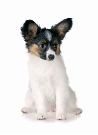 simsearch:400-05722359,k - Puppy papillon Isolated on a white background Stock Photo - Budget Royalty-Free & Subscription, Code: 400-04652042
