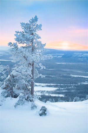 simsearch:400-06408905,k - Snowy tree at dawn / winter morning / sunlight Stock Photo - Budget Royalty-Free & Subscription, Code: 400-04652796