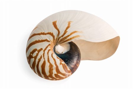 simsearch:400-06137034,k - sea shell isolated over a white background for design Photographie de stock - Aubaine LD & Abonnement, Code: 400-04653293