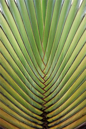 simsearch:400-04701752,k - Close up of big palm tree leaf Photographie de stock - Aubaine LD & Abonnement, Code: 400-04653422