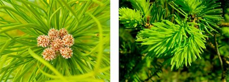 fir needle - nice detail of a pine tree Stock Photo - Budget Royalty-Free & Subscription, Code: 400-04653794