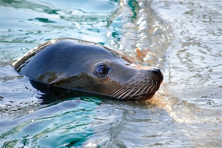 simsearch:400-04533218,k - Sea Lion in the water waiting for some fish Stock Photo - Budget Royalty-Free & Subscription, Code: 400-04664392