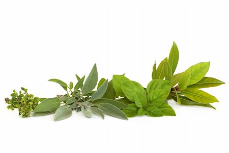 Thyme,  sage, oregano and bay leaf herbs,  isolated over white background. Stock Photo - Budget Royalty-Free & Subscription, Code: 400-04664526