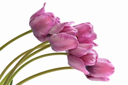 simsearch:400-04808821,k - Bouquet of purple tulips. Blue parrot variety. Isolated on white Foto de stock - Super Valor sin royalties y Suscripción, Código: 400-04664793