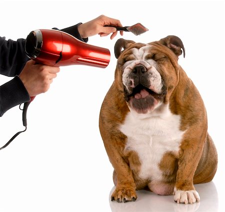 dog getting groomed - english bulldog laughing while being brushed Photographie de stock - Aubaine LD & Abonnement, Code: 400-04665027