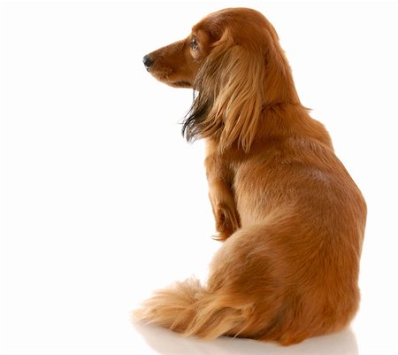simsearch:400-05241006,k - long haired miniature dachshund sitting down with back to viewer Stock Photo - Budget Royalty-Free & Subscription, Code: 400-04665022