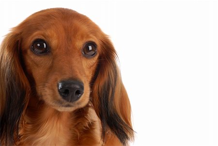 simsearch:400-04312760,k - miniature long haired dachshund head portrait - on white background Stock Photo - Budget Royalty-Free & Subscription, Code: 400-04665023