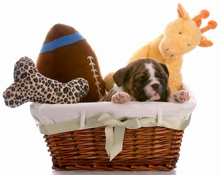 simsearch:400-04181579,k - puppy in a basket - english bulldog six weeks old Stock Photo - Budget Royalty-Free & Subscription, Code: 400-04665030