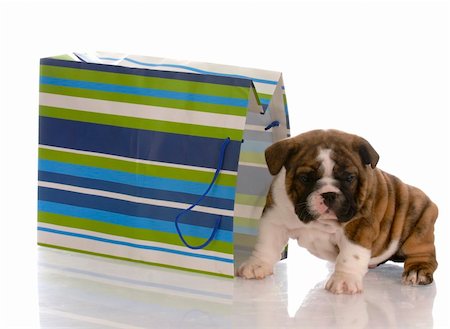 simsearch:400-04181579,k - adorable english bulldog puppy sitting beside a colorful gift bag Stock Photo - Budget Royalty-Free & Subscription, Code: 400-04665031