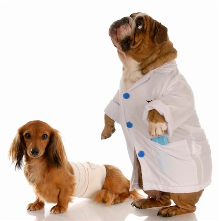 simsearch:400-04181579,k - english bulldog doctor or vet with wounded dachshund Stock Photo - Budget Royalty-Free & Subscription, Code: 400-04665050