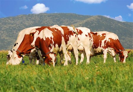 simsearch:400-05323136,k - picture of brown cows grazing on grass field Foto de stock - Super Valor sin royalties y Suscripción, Código: 400-04665217