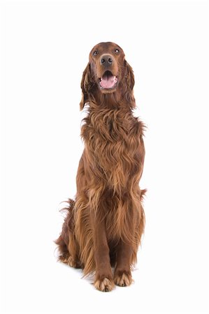 setters - Portrait of an Irish Red Setter on a white background. Stock Photo - Budget Royalty-Free & Subscription, Code: 400-04665545