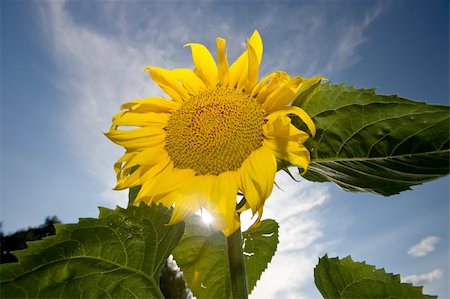 simsearch:400-05671297,k - Sunflower on deep blue sky Stock Photo - Budget Royalty-Free & Subscription, Code: 400-04666128