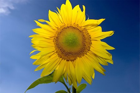 simsearch:400-05671297,k - Sunflower on deep blue sky Stock Photo - Budget Royalty-Free & Subscription, Code: 400-04666129