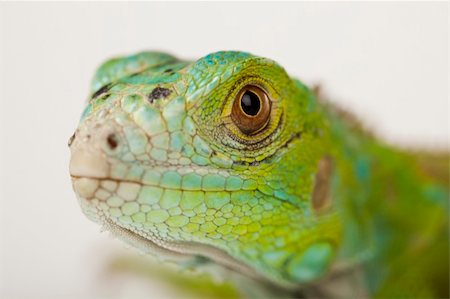 simsearch:400-05698814,k - A picture of iguana - small dragon, lizard, gecko Photographie de stock - Aubaine LD & Abonnement, Code: 400-04666530