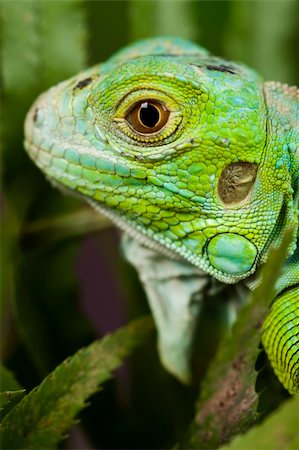 simsearch:400-05698814,k - A picture of iguana - small dragon, lizard, gecko Photographie de stock - Aubaine LD & Abonnement, Code: 400-04666593
