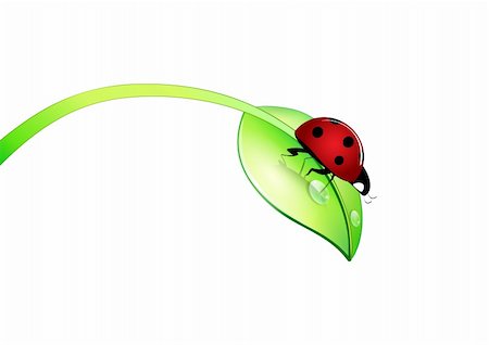simsearch:400-04920020,k - ladybug walking on a green leaf on white background. compatible with illustrator cs4 Foto de stock - Super Valor sin royalties y Suscripción, Código: 400-04666802
