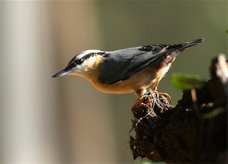 simsearch:400-04604339,k - Portrait of a Nuthatch Stock Photo - Budget Royalty-Free & Subscription, Code: 400-04666817