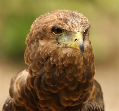staring eagle - Portrait of a Bateleur Eagle Photographie de stock - Aubaine LD & Abonnement, Code: 400-04667014
