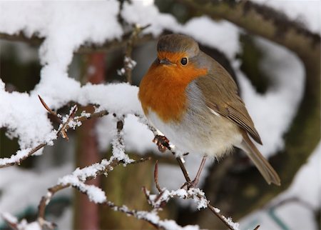 simsearch:400-04604339,k - Portrait of a Robin in the snow Stock Photo - Budget Royalty-Free & Subscription, Code: 400-04667021