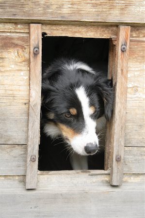 simsearch:400-06424912,k - big dog and her nice wooden home Foto de stock - Super Valor sin royalties y Suscripción, Código: 400-04667268