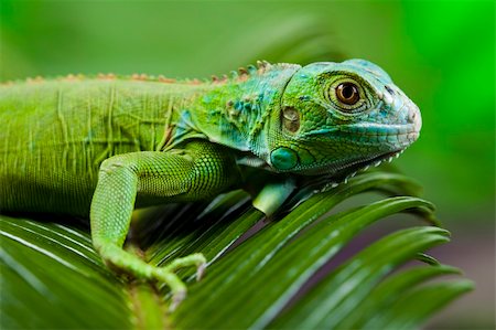 simsearch:400-05698814,k - A picture of iguana - small dragon, lizard, gecko Photographie de stock - Aubaine LD & Abonnement, Code: 400-04667571