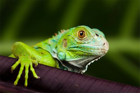 simsearch:400-05698814,k - A picture of iguana - small dragon, lizard, gecko Photographie de stock - Aubaine LD & Abonnement, Code: 400-04667614