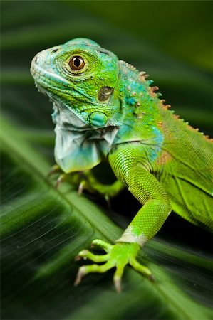 simsearch:400-05698814,k - A picture of iguana - small dragon, lizard, gecko Photographie de stock - Aubaine LD & Abonnement, Code: 400-04667619