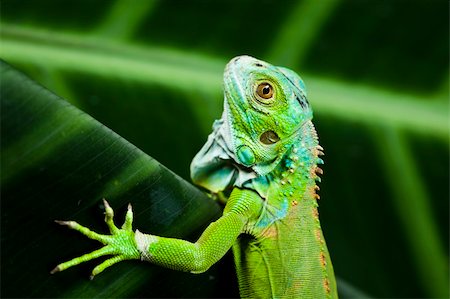 simsearch:400-05698814,k - A picture of iguana - small dragon, lizard, gecko Photographie de stock - Aubaine LD & Abonnement, Code: 400-04667626