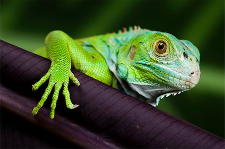 simsearch:400-05698814,k - A picture of iguana - small dragon, lizard, gecko Photographie de stock - Aubaine LD & Abonnement, Code: 400-04667629