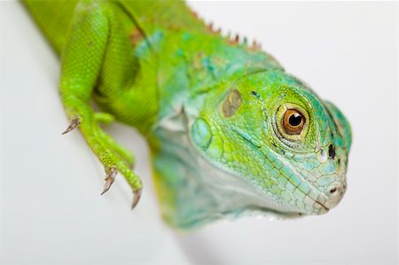 simsearch:400-05698814,k - A picture of iguana - small dragon, lizard, gecko Photographie de stock - Aubaine LD & Abonnement, Code: 400-04667620