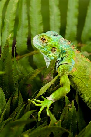 simsearch:400-05698814,k - A picture of iguana - small dragon, lizard, gecko Photographie de stock - Aubaine LD & Abonnement, Code: 400-04667664
