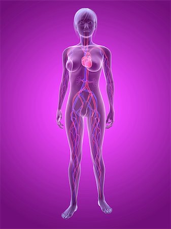 3d rendered illustration of transparent female body with highlighted vascular system Stock Photo - Budget Royalty-Free & Subscription, Code: 400-04667676