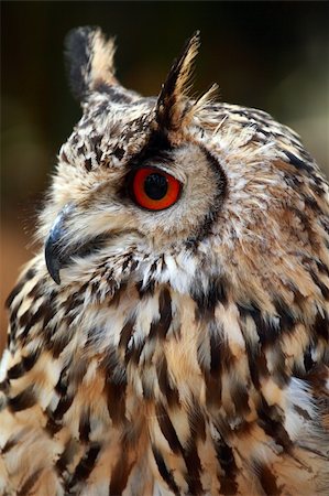 simsearch:400-07745600,k - Portrait of a Rock Eagle owl (Bubo bengalensis) Stock Photo - Budget Royalty-Free & Subscription, Code: 400-04668031