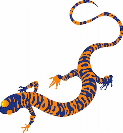 salamander - Vector model of salamandra, on white background Stock Photo - Budget Royalty-Free & Subscription, Code: 400-04668992