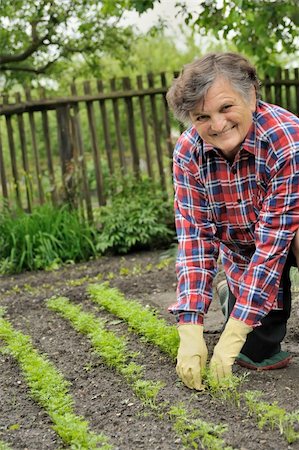 Senior woman gardening Stock Photo - Budget Royalty-Free & Subscription, Code: 400-04660061