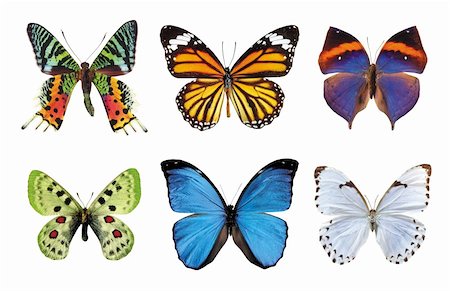 Butterflies collection isolated in white background Stock Photo - Budget Royalty-Free & Subscription, Code: 400-04675172