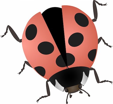 simsearch:400-04920020,k - vector illustration of a ladybug isolated on white Foto de stock - Super Valor sin royalties y Suscripción, Código: 400-04675670