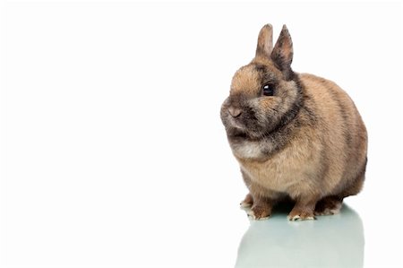 shy baby - Little cute Easter bunny sitting alone on white background. Photographie de stock - Aubaine LD & Abonnement, Code: 400-04677718