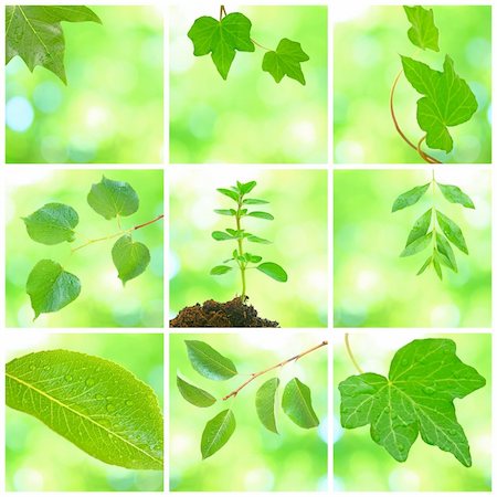 simsearch:400-04701752,k - Collage of grenn leaves in spring Photographie de stock - Aubaine LD & Abonnement, Code: 400-04679100
