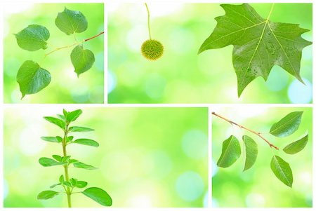 simsearch:400-04701752,k - Collage of grenn leaves in spring Photographie de stock - Aubaine LD & Abonnement, Code: 400-04679304
