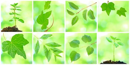 simsearch:400-04701752,k - Collage of grenn leaves in spring Photographie de stock - Aubaine LD & Abonnement, Code: 400-04679300