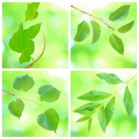 simsearch:400-04701752,k - Collage of grenn leaves in spring Photographie de stock - Aubaine LD & Abonnement, Code: 400-04679301
