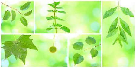 simsearch:400-04701752,k - Collage of grenn leaves in spring Photographie de stock - Aubaine LD & Abonnement, Code: 400-04679303