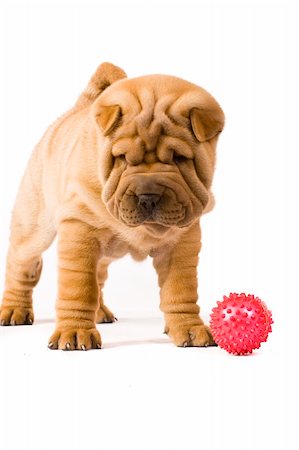 simsearch:400-04312760,k - Funny sharpei puppy isolated on white background Stock Photo - Budget Royalty-Free & Subscription, Code: 400-04679808