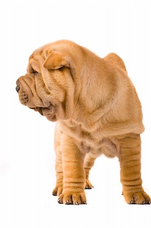 simsearch:400-04312760,k - Funny sharpei puppy isolated on white background Stock Photo - Budget Royalty-Free & Subscription, Code: 400-04679809