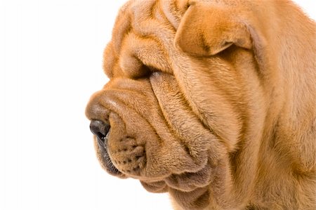simsearch:400-04312760,k - Funny sharpei puppy isolated on white background Stock Photo - Budget Royalty-Free & Subscription, Code: 400-04679802
